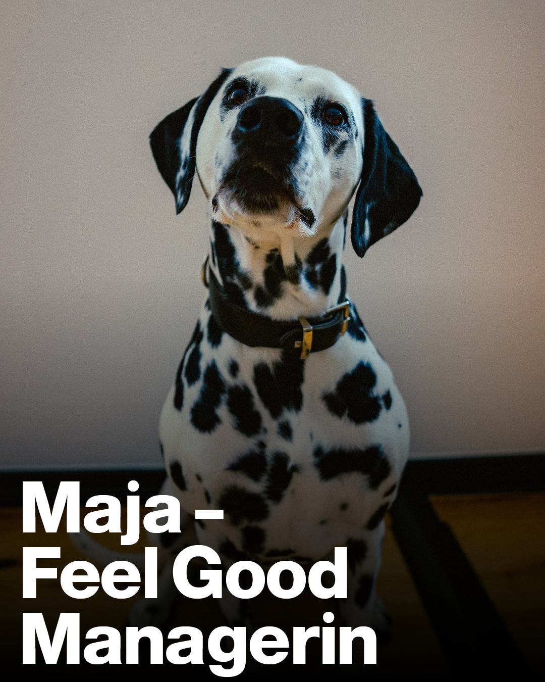 Herzlichen Glückwuff! Unsere Feel Good Managerin wird 10 🐾